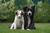 BORDER COLLIE 1535